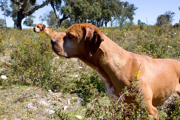 Two Portuguese Pointers standing outdoors in sunlight in tall grasses and flowers
