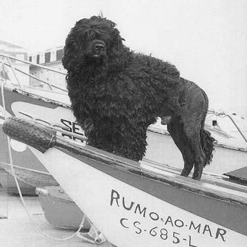 Portuguese Water Dog - Wikipedia