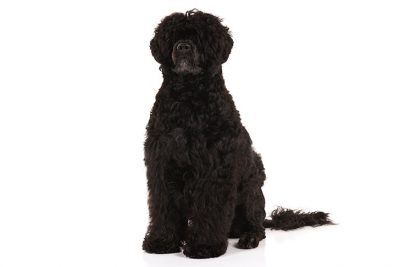 Portuguese Water Dog sitting in three-quarter view