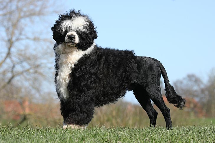 Portuguese Water Dog standing in profile outdoors
