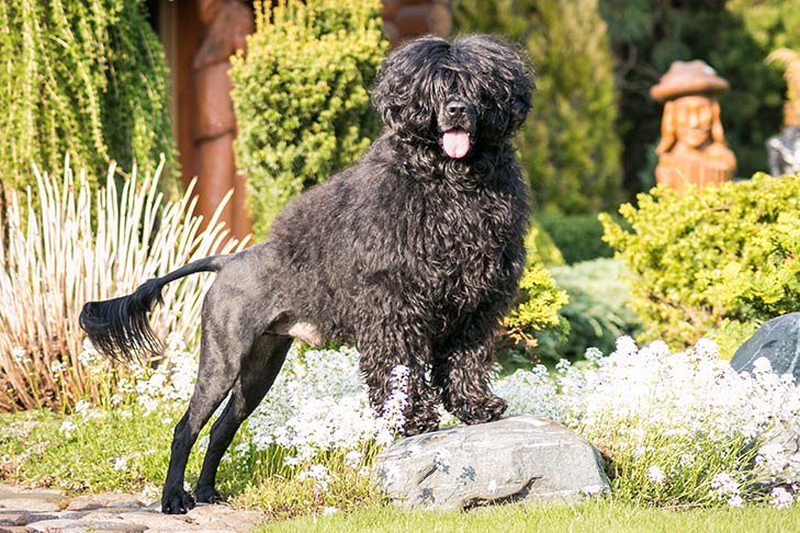 Portuguese Water Dog standing in the garden.