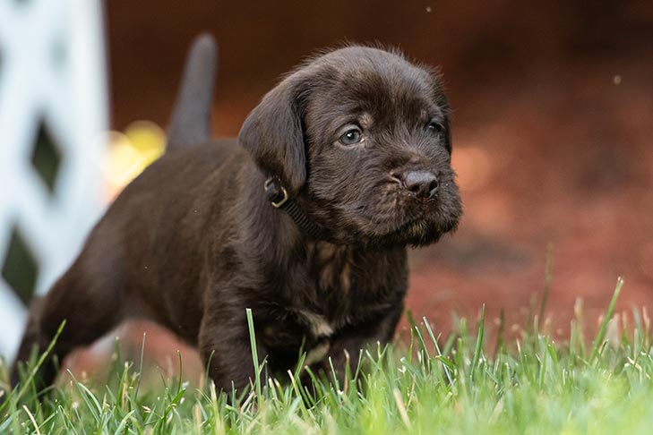 thuis Kwijting heelal Pudelpointer - Dog Breed Information - American Kennel Club