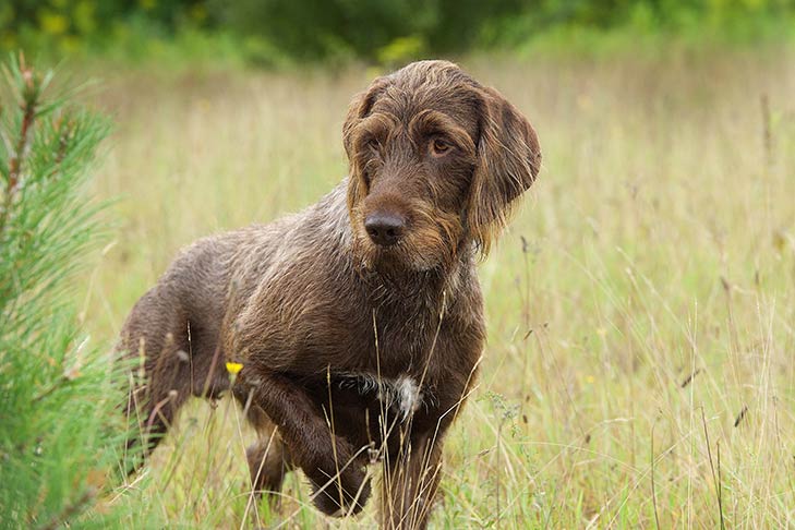 Pudelpointer standing in a field