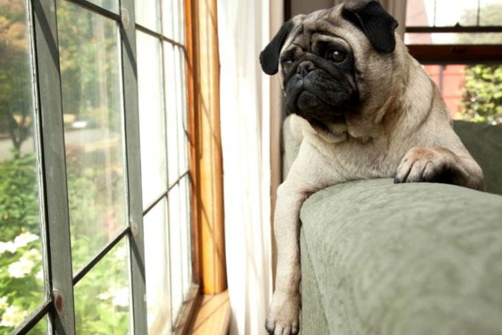 Pug looking out the window