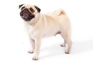 Pug standing in three-quarter view