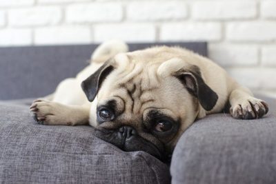 Pug laying on the couch.