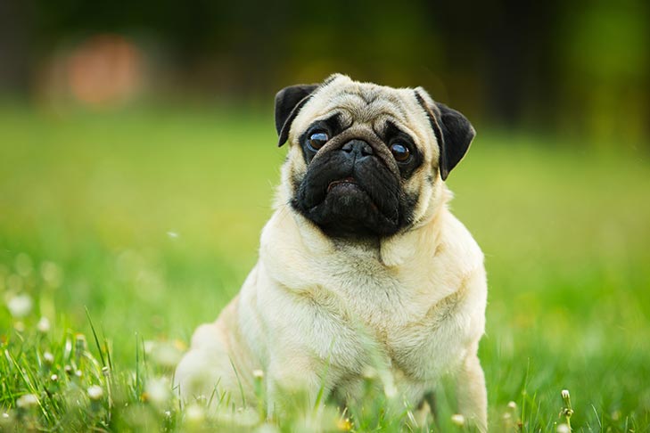 Pug sitting in the grass.