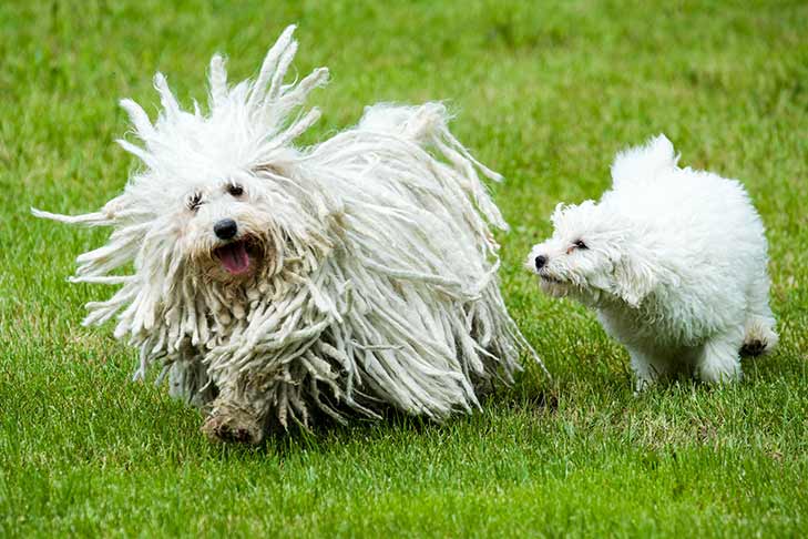 An adult Puli with cords running alongside a younger Puli