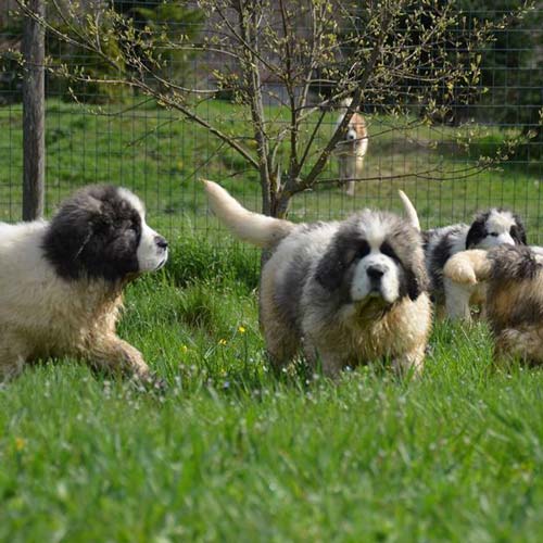 is the pyrenean mastiff legal in norway