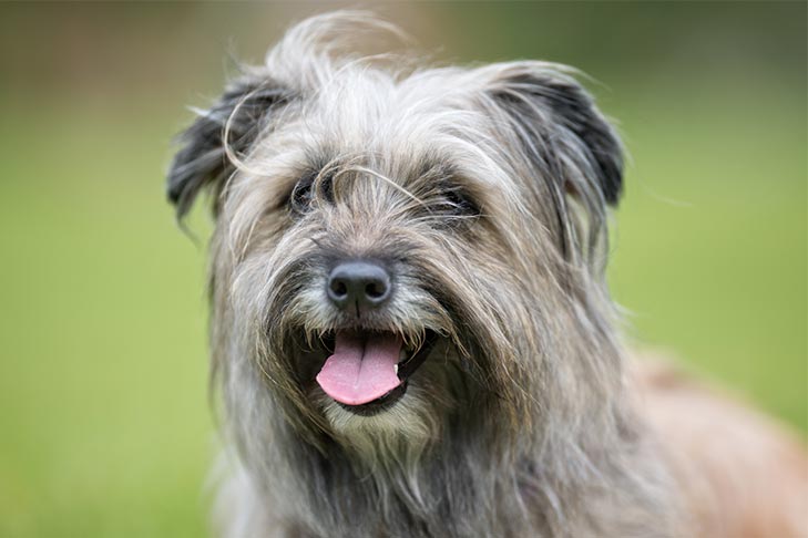 Pyrenean Shepherd head portrait outdoors.