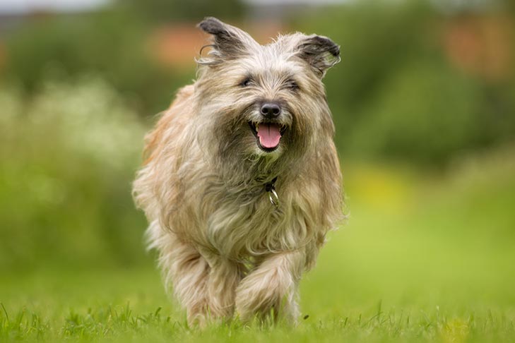 Pyrenean Shepherd running in the grass.