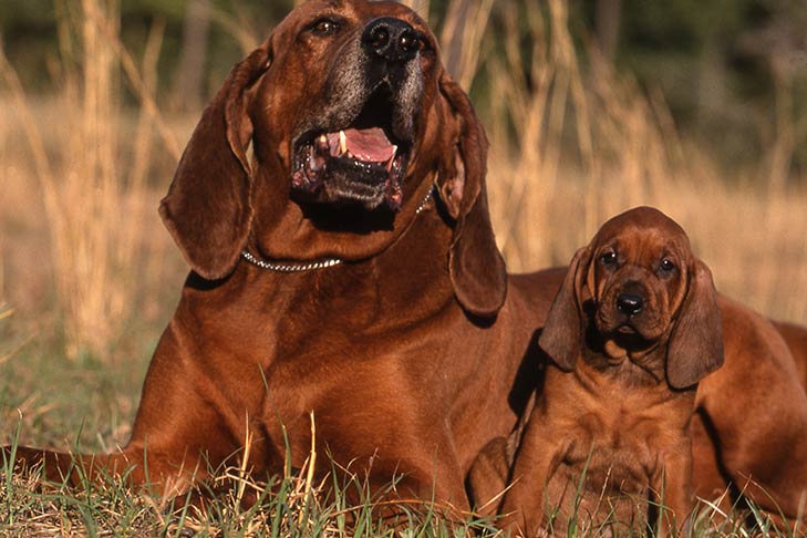 Redbone Coonhound mother and puppy