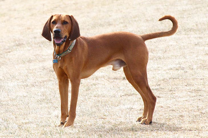 Redbone Coonhound standing in a field outdoors.