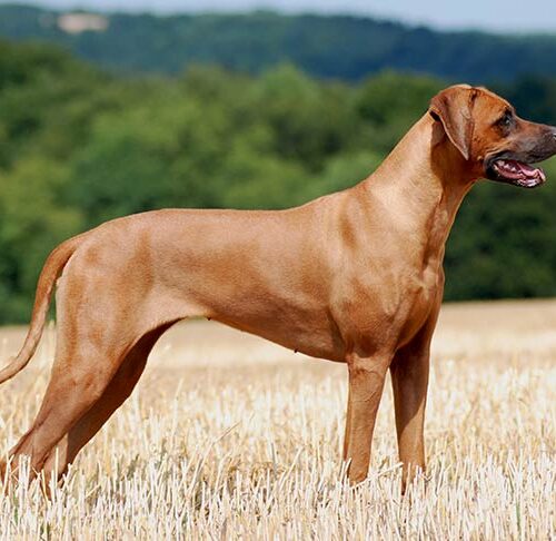 udendørs Vær venlig Odds The Rhodesian Ridgeback: 10 Facts About These South African Hounds