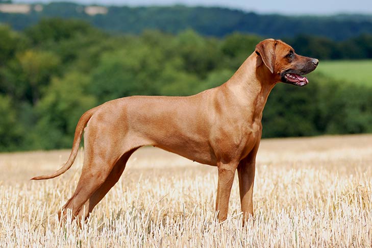 The Rhodesian Ridgeback: Facts About These South African Hounds