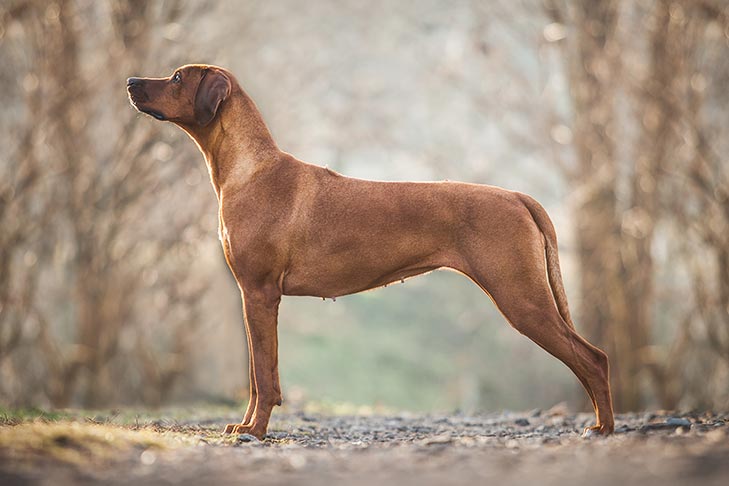 Rhodesian Ridgeback Dog Breed Information