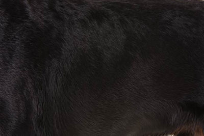 Rottweiler coat detail.
