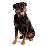 Rottweiler sitting in three-quarter view facing forward with tongue out