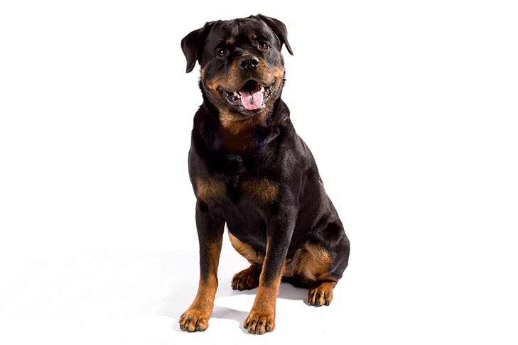 what is a rottweiler bred for?