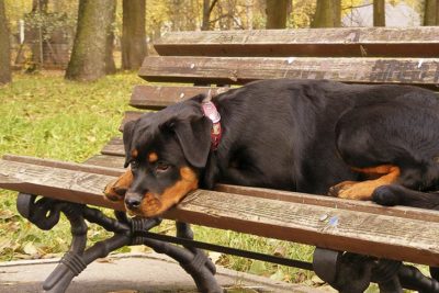 Rottweiler lying on a park bench.