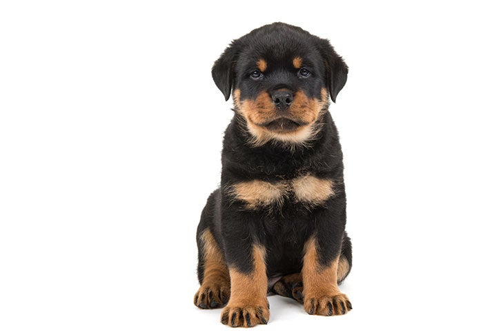 where can I find a rottweiler puppy?