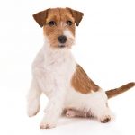 Russell Terrier sitting in three-quarter view facing forward