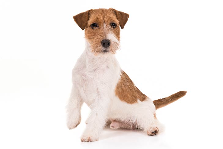 Russell Terrier Dog Breed Information