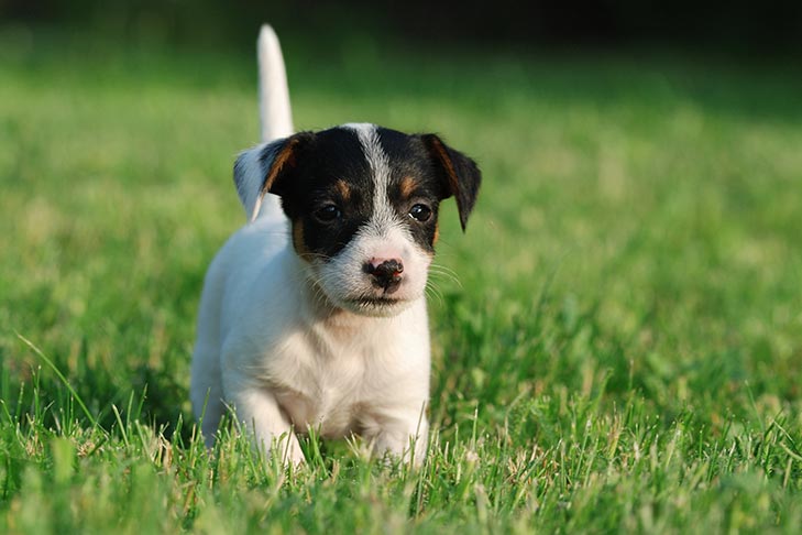 Goneryl AIDS Likken Russell Terrier Dog Breed Information