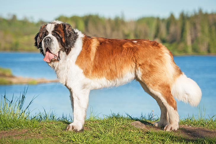 Big dogs - Der absolute TOP-Favorit unserer Tester