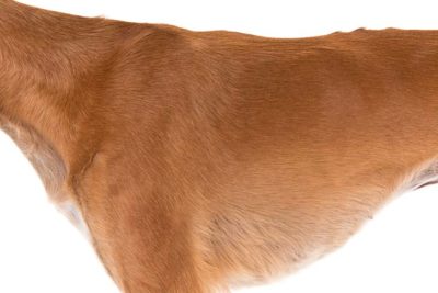 Saluki coat detail.