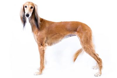 Saluki