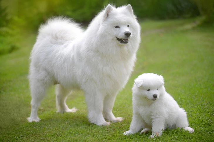 Samoyed Dog - Everything About Big White Fluffy Dogs 