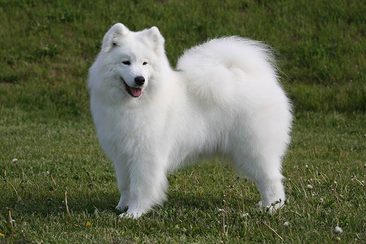 Samoyed standing in profile in a field.