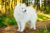 Samoyed standing in the forest.