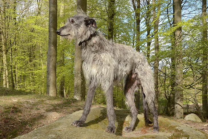 Scottish Deerhound standing in the woods.
