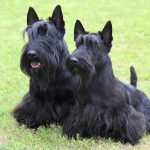Two Scottish Terriers sitting on grass side by side facing forward