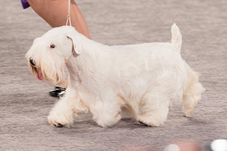 Sealyham Terrier at the AKC National Championship presented by Royal Canin.