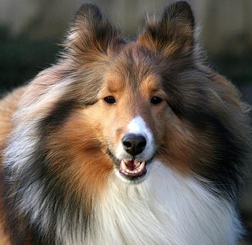7 Things to Know About Shetland Sheepdogs – American Kennel Club