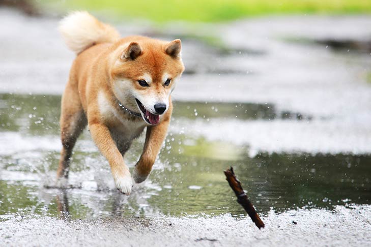 Facts About Shiba Inu Dog Breed  