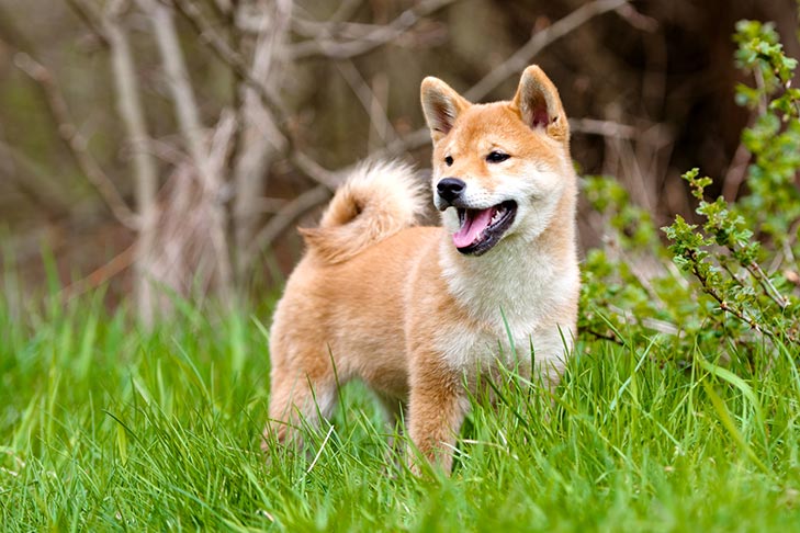 Shiba Inu puppy standing outdoors.