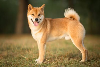 Would this be a good toy for my Shiba? Any brain stimulation toy  recommendations? : r/shiba
