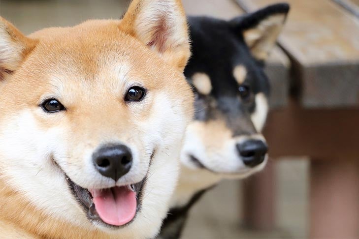 what does shiba inu mean , what utility does shiba inu have