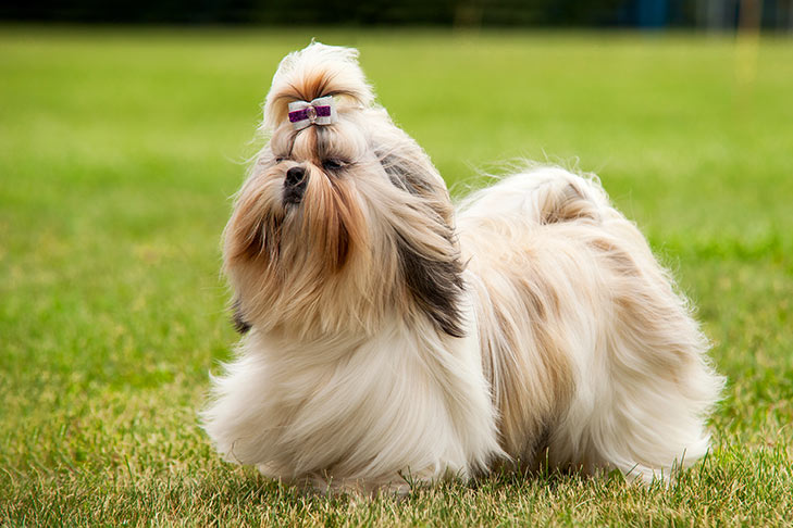 Cuidados Para El Shih Tzu Cuidados Para El Shih Tzu