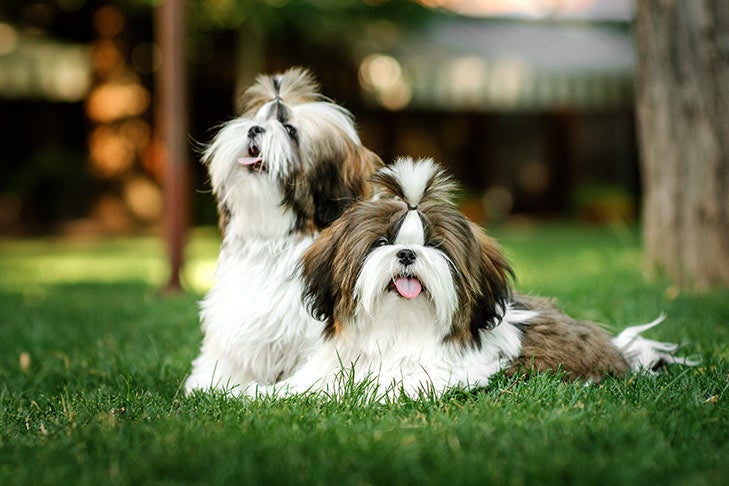 Two Shih Tzu with pet clips together in the grass.