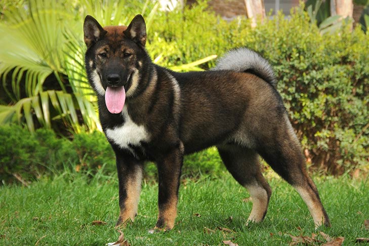 Shikoku - Dog Breed Information - American Kennel Club