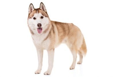 are black and white huskies akc breed standard