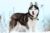 Siberian Husky standing outdoors in the winter.