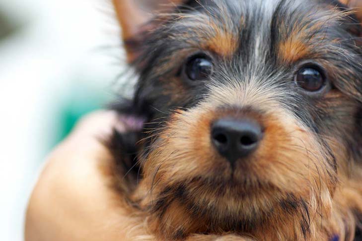 Silky Terrier Dog Breed Information