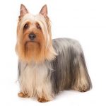 Silky Terrier standing in three-quarter view facing forward