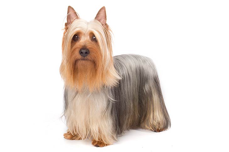 Silky Terrier standing in three-quarter view facing forward